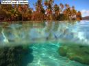 Snorkeling in Coral Gardens